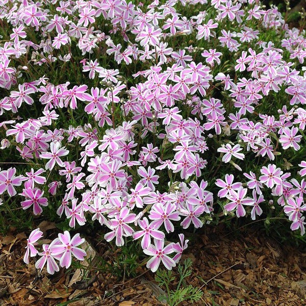 Blütenmeer von Teppich-Flammenblumen im Garten