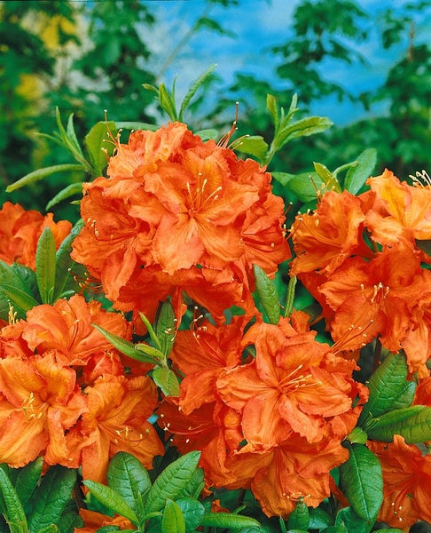 Rhododendron luteum 'Feuerwerk', gelb-rot, 30–40 cm