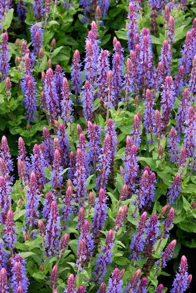 Salvia nemorosa 'Sensation Deep Blue', Steppensalbei, tiefblau, ca. 9x9 cm Topf