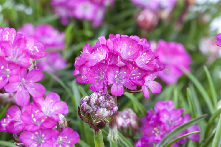 Armeria maritima 'Splendens', Grasnelke, rosa, ca. 9x9 cm Topf