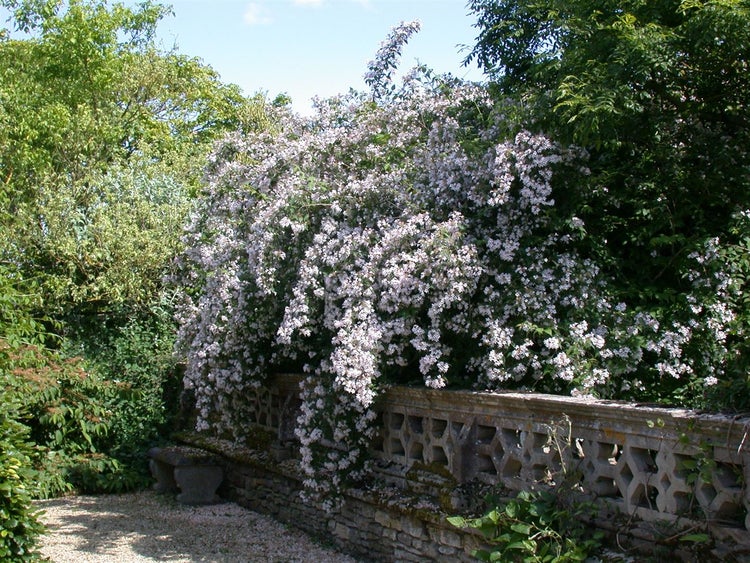 Kolkwitzia amabilis, Kolkwitzie, rosa Blüten, 40–60 cm