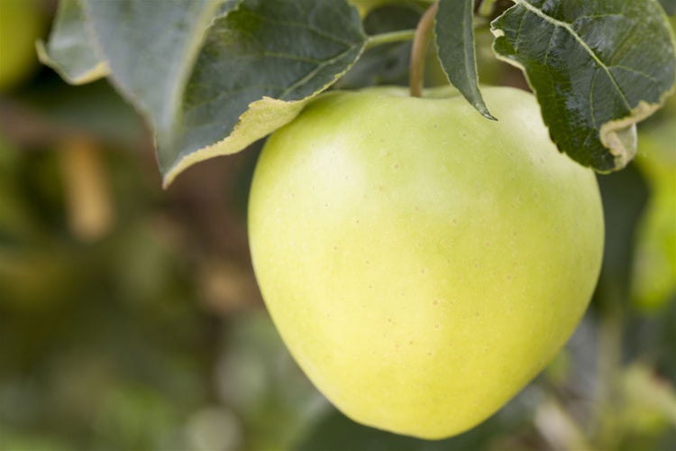 Malus 'Golden Delicious', Apfelbaum, gelb, 150–200 cm