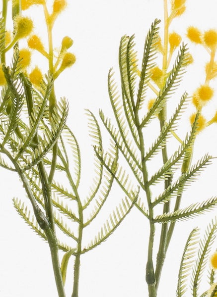 Künstlicher Mimosenzweig mit gelben Blüten und grünen Blättern.