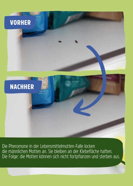 Lebensmittelmotte Pheromonfalle
