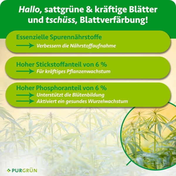Infografik zu Purgrün Dünger: Spurennährstoffe, 6 Prozent Stickstoff für Wachstum und 6 Prozent Phosphor für Blüten und Wurzeln. Purgrün Logo.