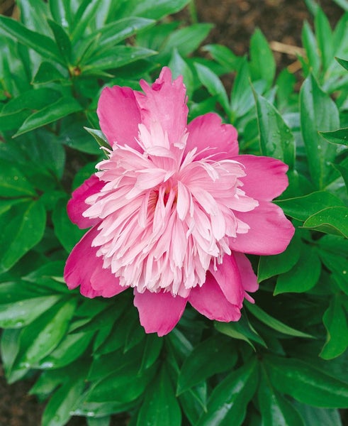 Nahaufnahme einer Pfingstrose mit grünen Blättern