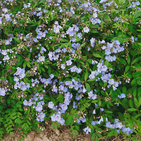 Polemonium reptans, Jakobsleiter, ca. 9x9 cm Topf, zartblau