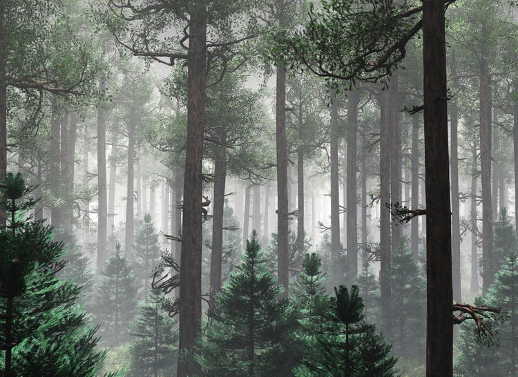 Fototapete mit einem dichten, nebligen Nadelwald, hohen Kiefern und grünen Tannen.