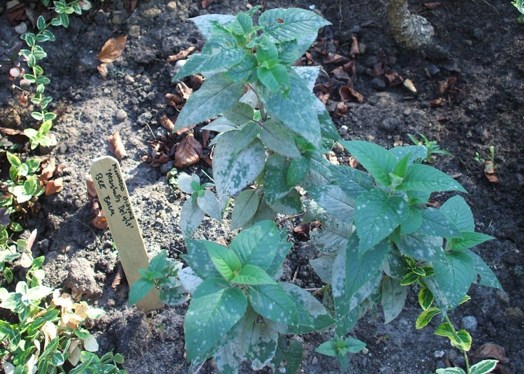 SAFLAX Garden to go - Goldmelisse - Monarda didyma - 20 Samen - Mit Topf, Klima - Deckel und Anzuchtsubstrat