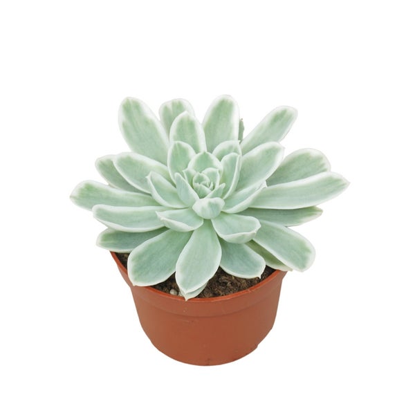 Blau-Weisses Rosetten-Dickblatt Echeveria Lemon Lime RARITÄT Pflegeleichte Sukkulente 10,5cm Topf