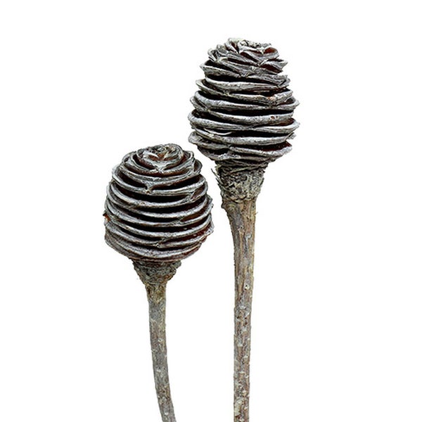 Zwei spiralförmige, getrocknete Banksia-Blütenstände auf Stielen