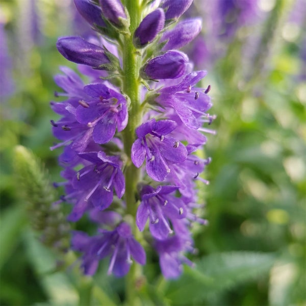 Nahaufnahme von violetten Blütenähren des Ehrenpreises Veronica mit grünen Stängeln.