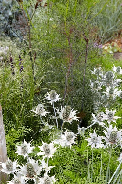 Eryngium giganteum, Edeldistel, silbrig, ca. 11x11 cm Topf