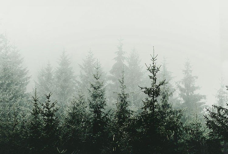 Nebliger Nadelwald mit dichtem Nebel.