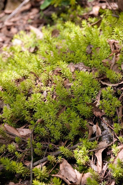 Nahaufnahme von Goldfettblatt als Bodendecker im Garten.