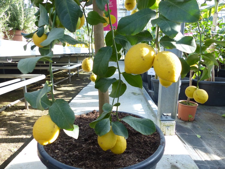 Zitronenbäume mit gelben Früchten in großen schwarzen Töpfen in einem hellen Gewächshaus.