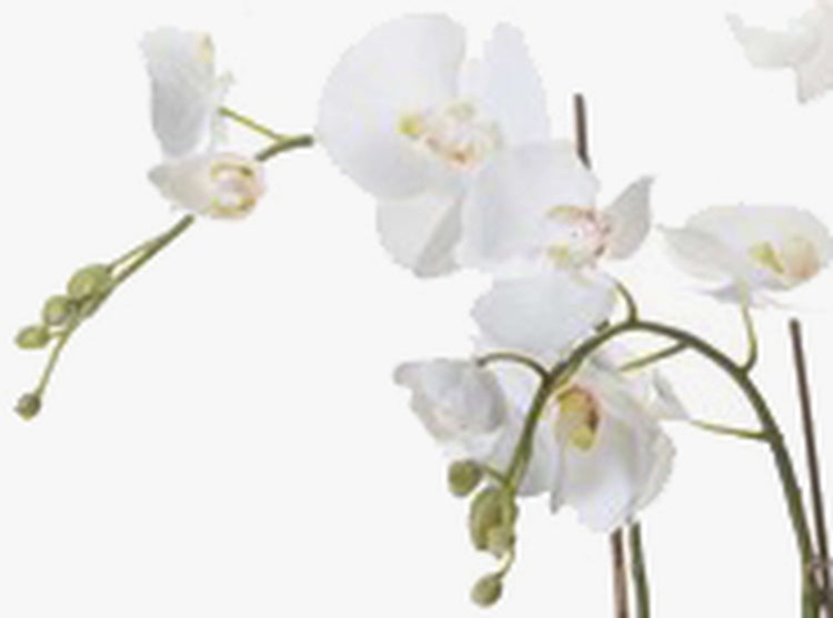 Orchidee mit weißen Blüten, mehreren Stielen, grünen Blättern und einem moosbedeckten Wurzelballen.