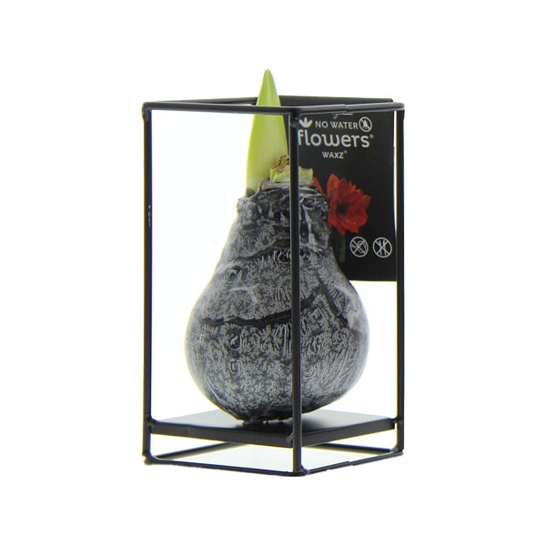 Bloomique – Amaryllis-Zwiebel aus schwarzem Wachs mit Metallständer – Industrieschwarz – Blumenzwiebel – keine Wasserblumen – Weihnachtsdekoration – 15–25 cm hoch bei Lieferung – wächst auf 30–50 cm – 10 cm Durchmesser