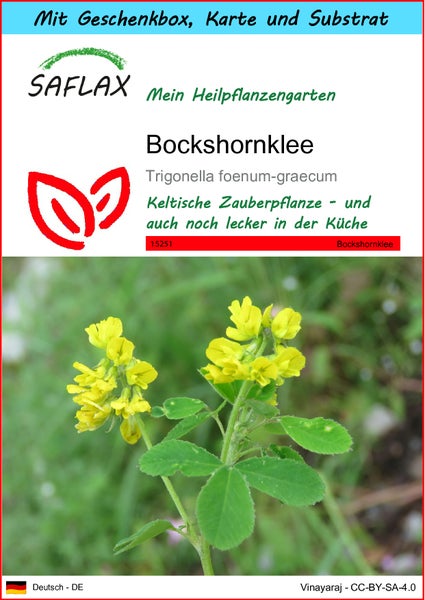 SAFLAX Geschenk Set - Bockshornklee - Trigonella foenum-graecum - 100 Samen - Mit Geschenkbox, Versandaufkleber, Geschenkkarte und Anzuchtsubstrat