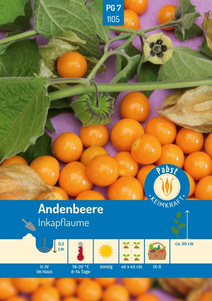 Andenbeere Inkapflaume Samen, Pabst Keimkraft. Infos zu Aussaat, Standort sonnig, Pflanzabstand 40 mal 40 Zentimeter und Ernte. Pabst Keimkraft Logo.