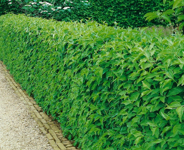 Cornus mas, Kornelkirsche, gelbe Blüten, 60–100 cm