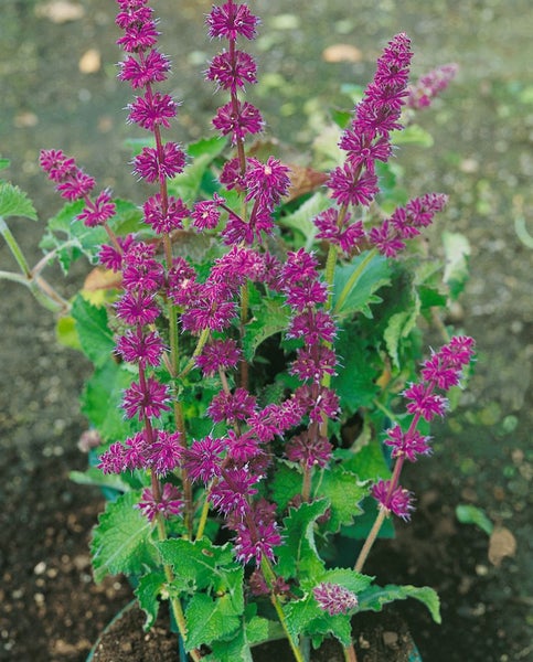 Salvia verticillata 'Alba', weißblühend, ca. 9x9 cm Topf