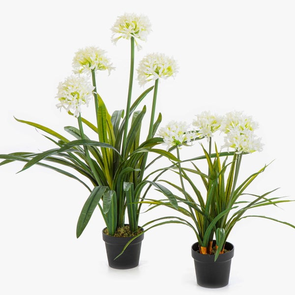 Künstliche Schmucklilie Agapanthus im schwarzen Topf mit weißen Blüten und langen grünen Blättern.