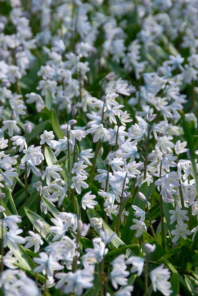 Nahaufnahme von Scilla mischtschenkoana Blumenzwiebeln im Garten