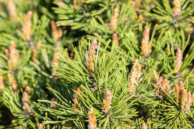 Pinus mugo 'Humpy', Bergkiefer, kompakt, 15–20 cm