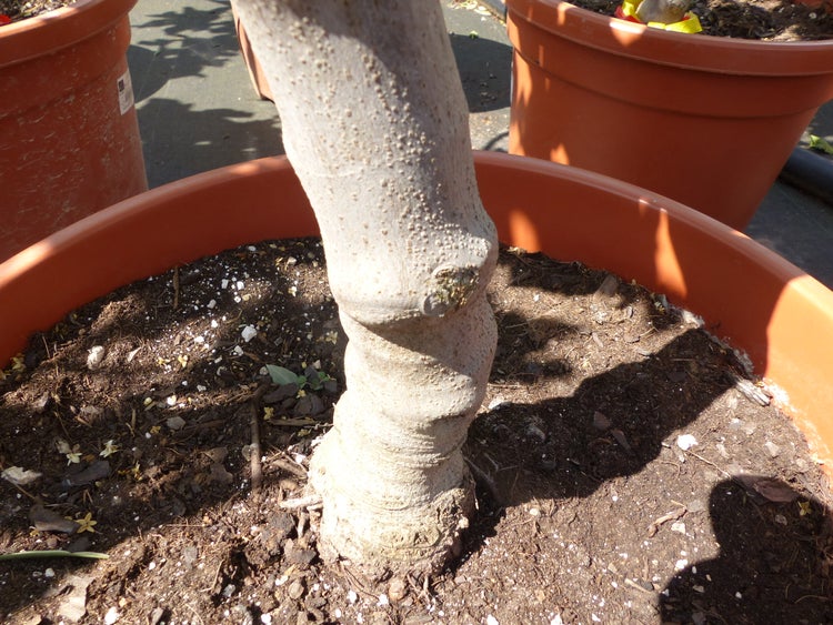 Feigenbaum 180 cm Stammumfang 13 - 16 cm, winterhart, kräftiger Stamm, Ficus Carica, Feige, Obst