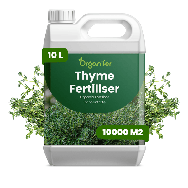 Organifer Thymian-Dünger, organisches Düngerkonzentrat, 10 Liter Kanister, ausreichend für 10000 Quadratmeter.