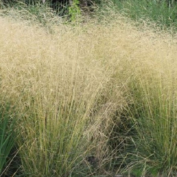 Ziergras im Garten