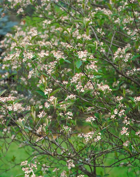 Aronia arbutifolia, Rote Apfelbeere, 60–100 cm, dekorative Früchte