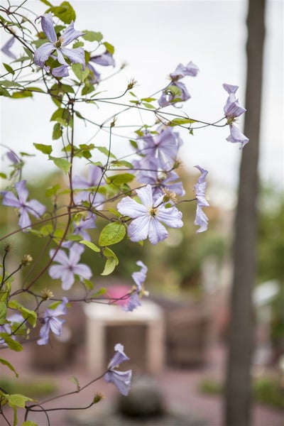 Clematis viticella 'Prince Charles', Waldrebe, hellblau, 100–150 cm
