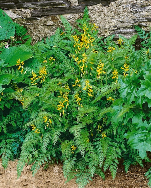 Gelber Lerchensporn mit filigranen Blättern und gelben Blüten im Garten.