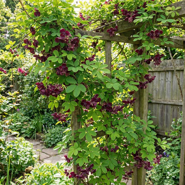 Kletterpflanze Akebia quinata mit dunkelvioletten Blüten an einem Holzspalier im Garten.