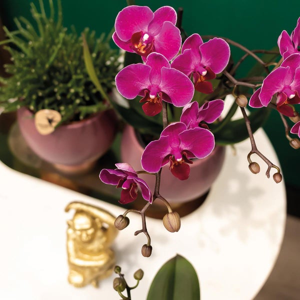 Kolibri Orchideen COMBI DEAL von 2 lila Phalaenopsis Orchideen Morelia Topfgröße 9cm blühende Zimmerpflanze frisch vom Züchter