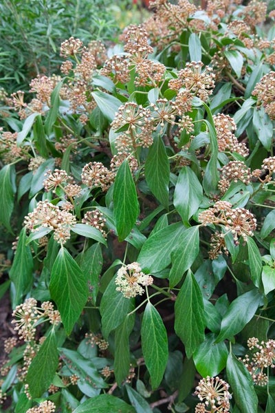Hedera colchica, Persischer Efeu, 60–100 cm
