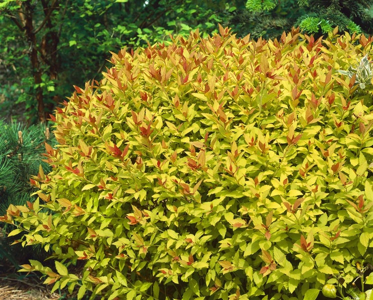 Spiraea japonica 'Magic Carpet', Japanische Spiere, 25–30 cm, buntlaubig