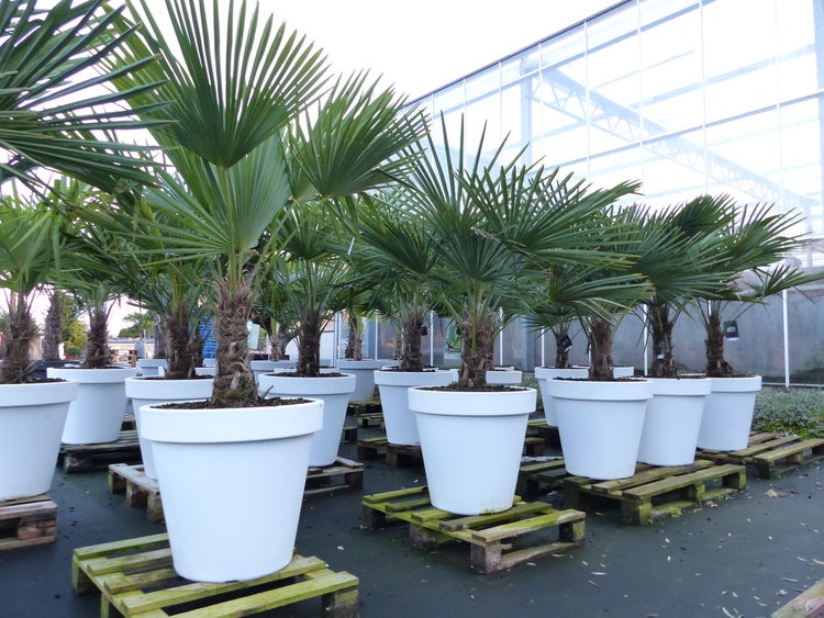 XXL Palme winterhart inkl. Pflanzkübel weiß, 160 - 190 cm Trachycarpus fortunei, Hanfpalme, Top-Qualität