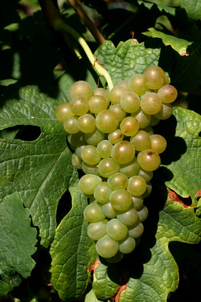 Eine einzelne Traube mit hellen Weintrauben an einem Weinstock mit grünen Weinblättern.