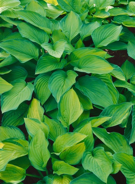 Hosta x cult. 'Pauls Glory', Funkie, gelb-grün, ca. 11x11 cm Topf