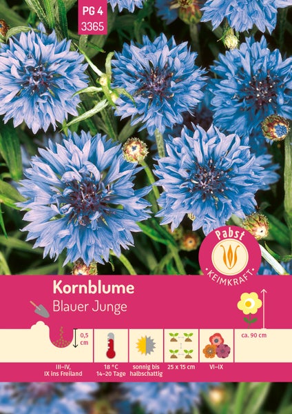 Kornblume Blauer Junge mit blauen Blüten. Symbole für Aussaattiefe, Standort und Wuchshöhe circa neunzig Zentimeter. Pabst Logo.