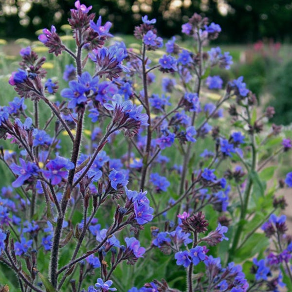 Nahaufnahme von blühendem Natternkopf im Garten.