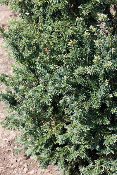 Taxus baccata 'Schwarzgrün', Eibe, dunkelgrün, 20–25 cm