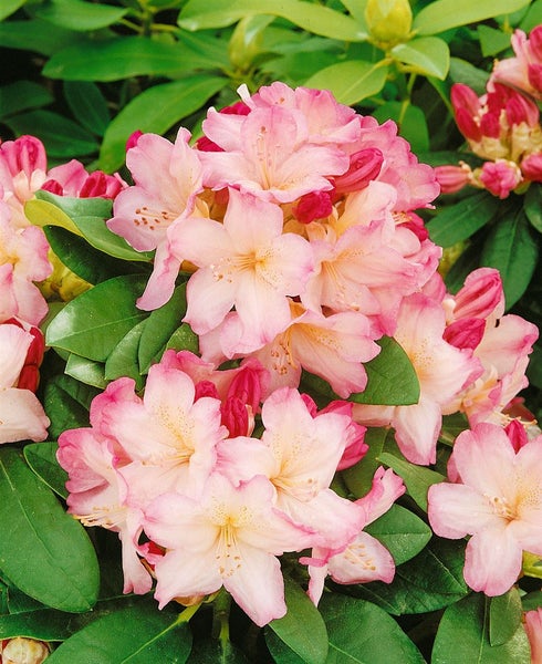 Rhododendron yak. 'Percy Wiseman', rosa-weiß, 40–50 cm