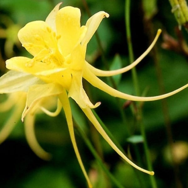 Nahaufnahme einer gelben Akelei-Blume