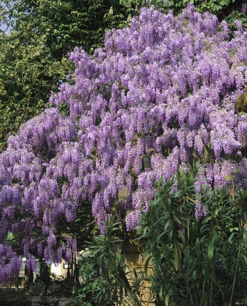 Wisteria sinensis, Chinesischer Blauregen, 150–200 cm