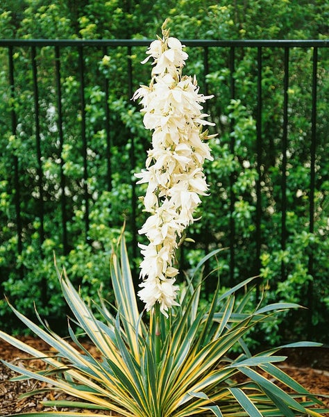 Yucca filamentosa 'Bright Edge', Palmlilie, gelb-grün, ca. 11x11 cm Topf