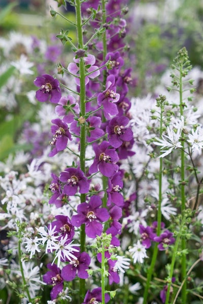 Verbascum phoeniceum 'Violetta', violett, ca. 9x9 cm Topf
